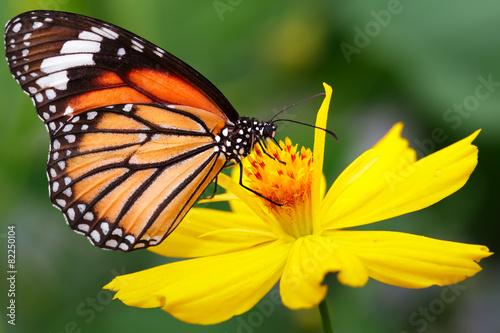 Valokuvatapetti Butterfly