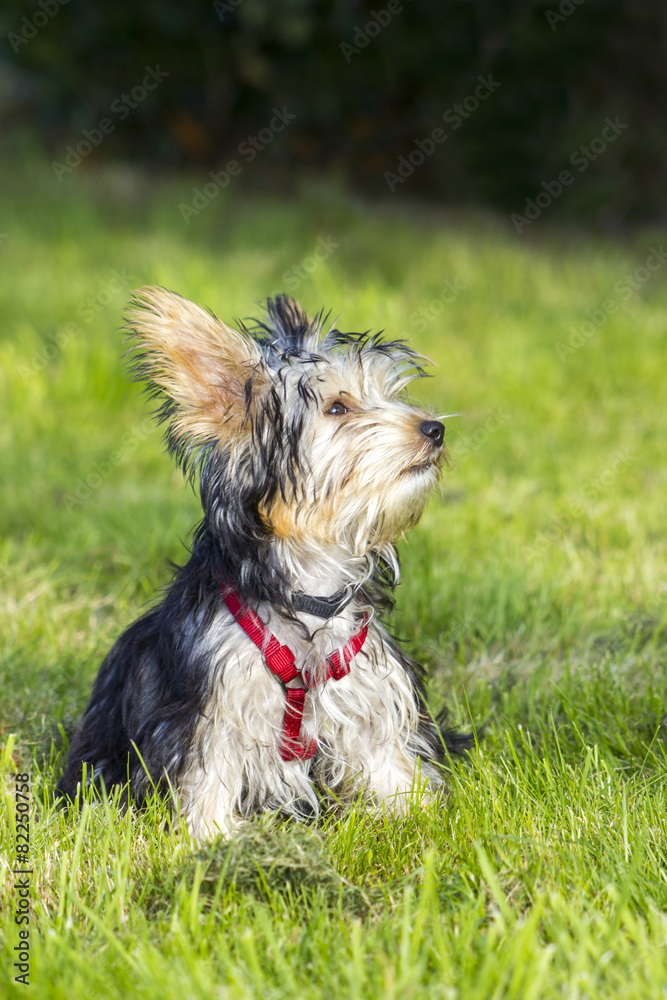 yorkshire terrier yorkshire terrier