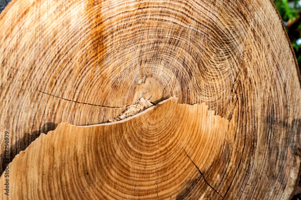 Naklejka premium Baumstamm