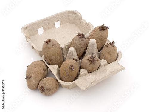 Seed potatoes chitting in egg box, on white. photo