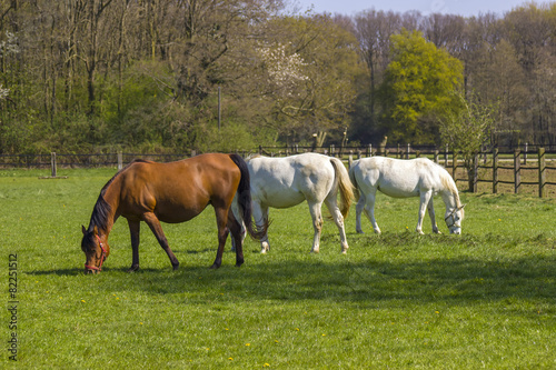 Horses on a spring pasture