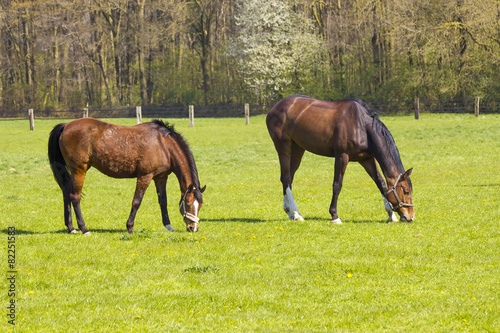 Horses on a spring pasture