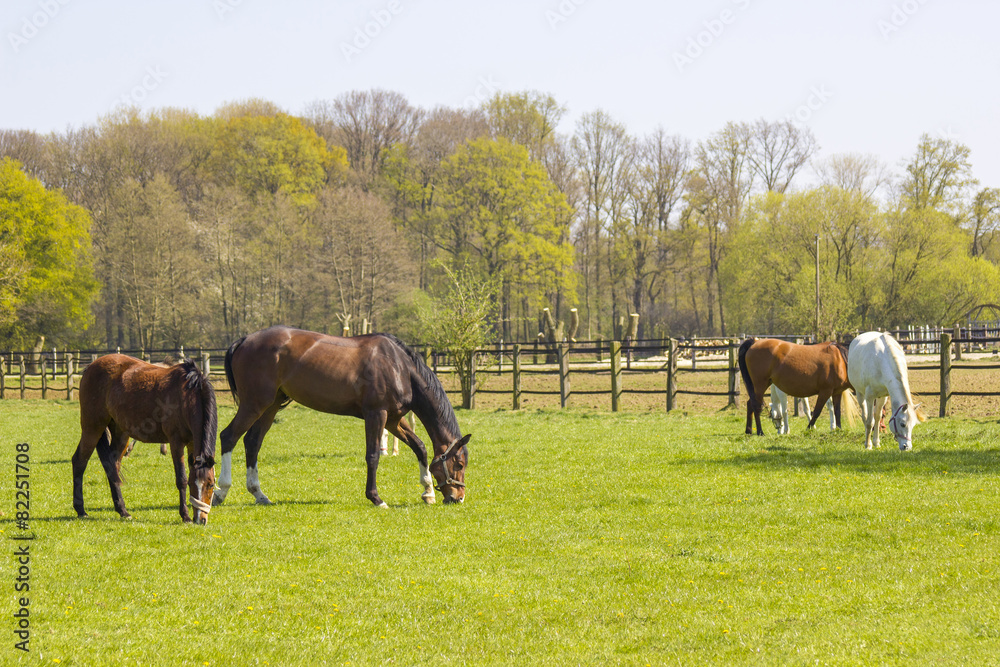 Obraz premium Horses on a spring pasture