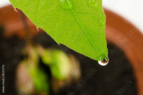 water drop on first leaf of a young red oak