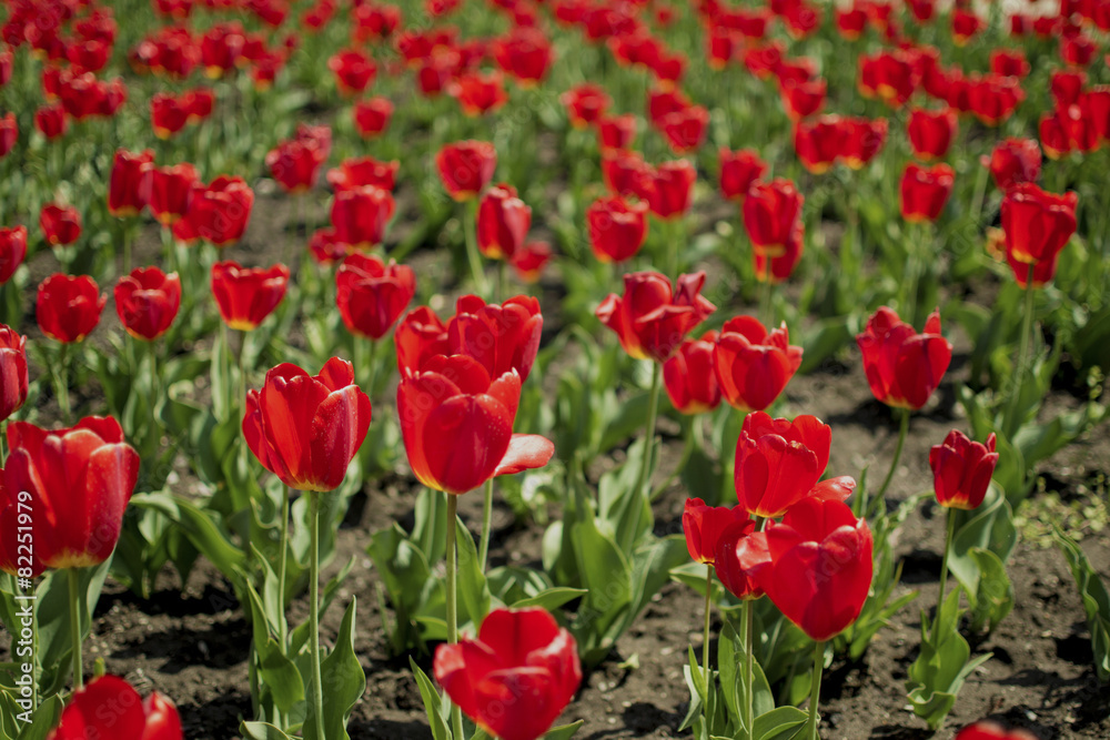 Red spring tulips