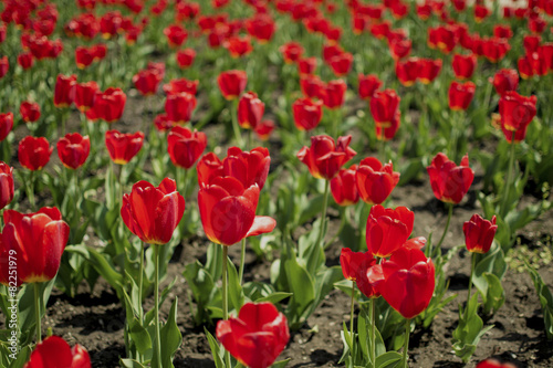 Red spring tulips