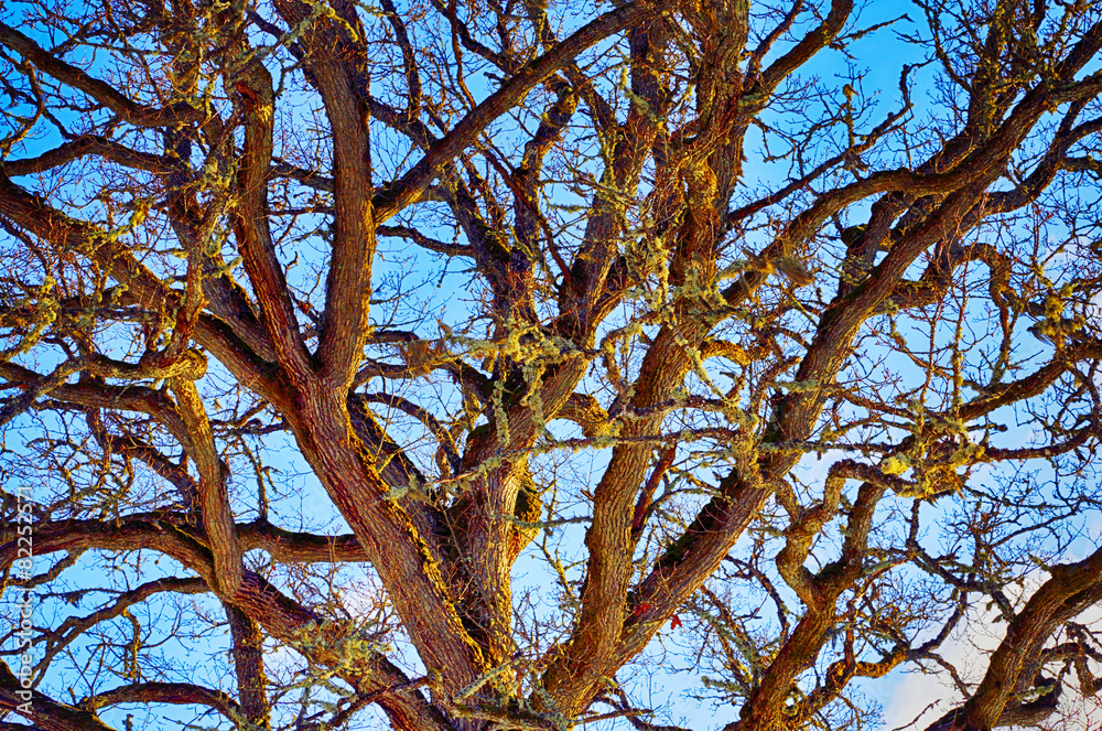 oak tree, branches and twiggs, close-ups