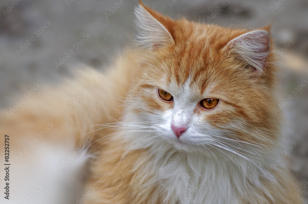 Ginger cat looks ahead close up Ginger cat looks ahead close up