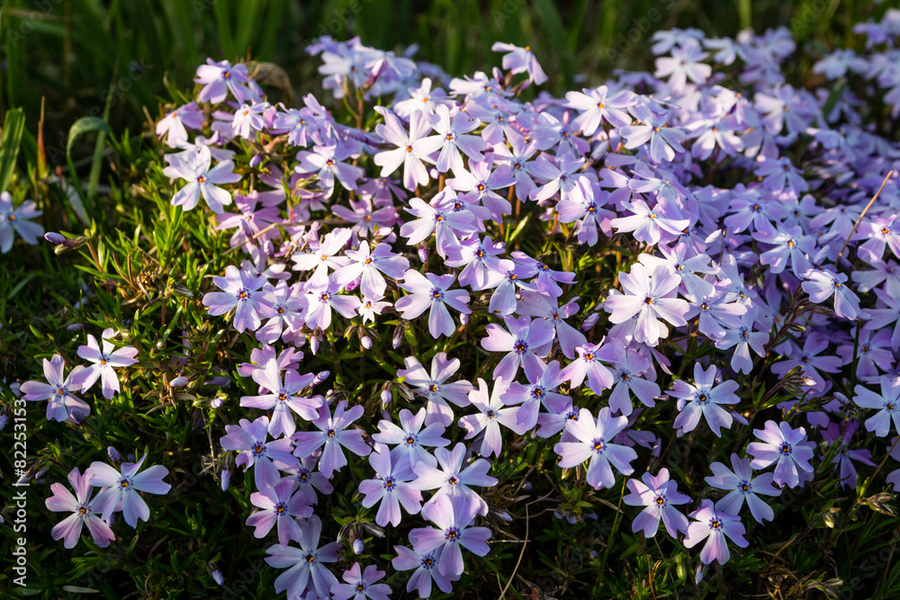 Fototapeta premium Phlox subulat