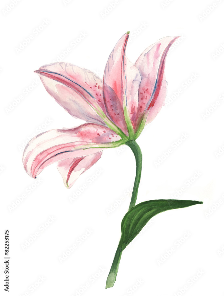 Watercolour lily on white background (isolated)