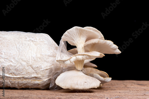 Oyster mushrooms on black background