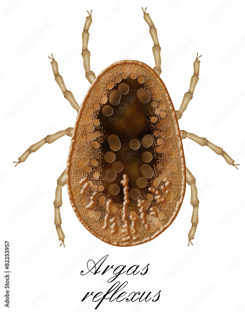 Argas Reflexus Soft Tick Pigeon Stock Illustration Adobe Stock