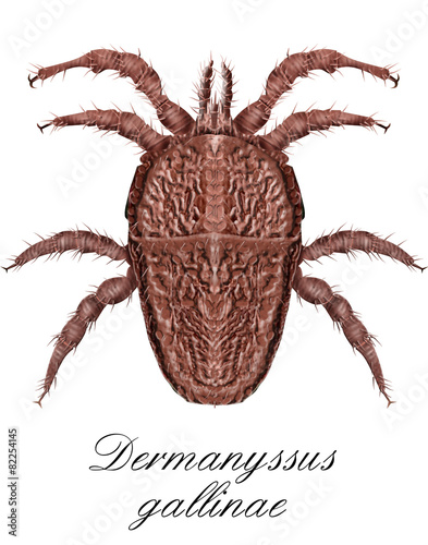 dermanyssus gallinae, mite photo