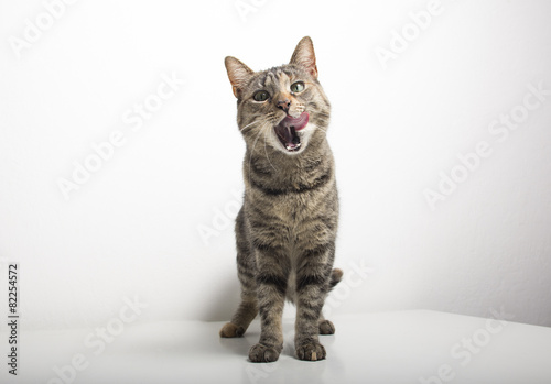 Cat Sticking Out Tongue Against White Background