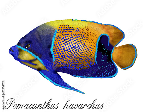 pomacanthus havarchus, fish © pepik44