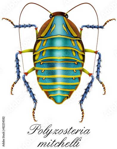 Polyzosteria mitchelli, cockroach photo