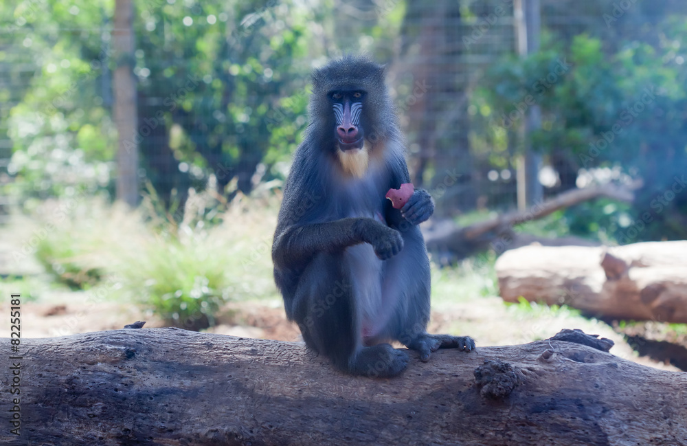 Young mandrill male with a fruit