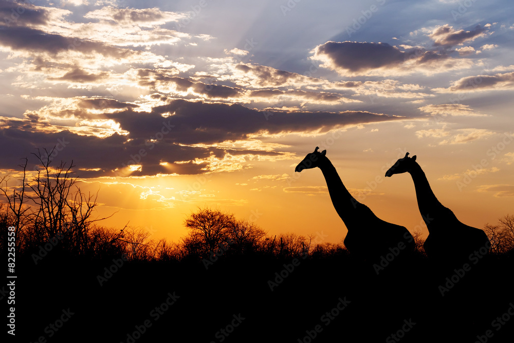 Naklejka premium sunset and giraffes in silhouette in Africa