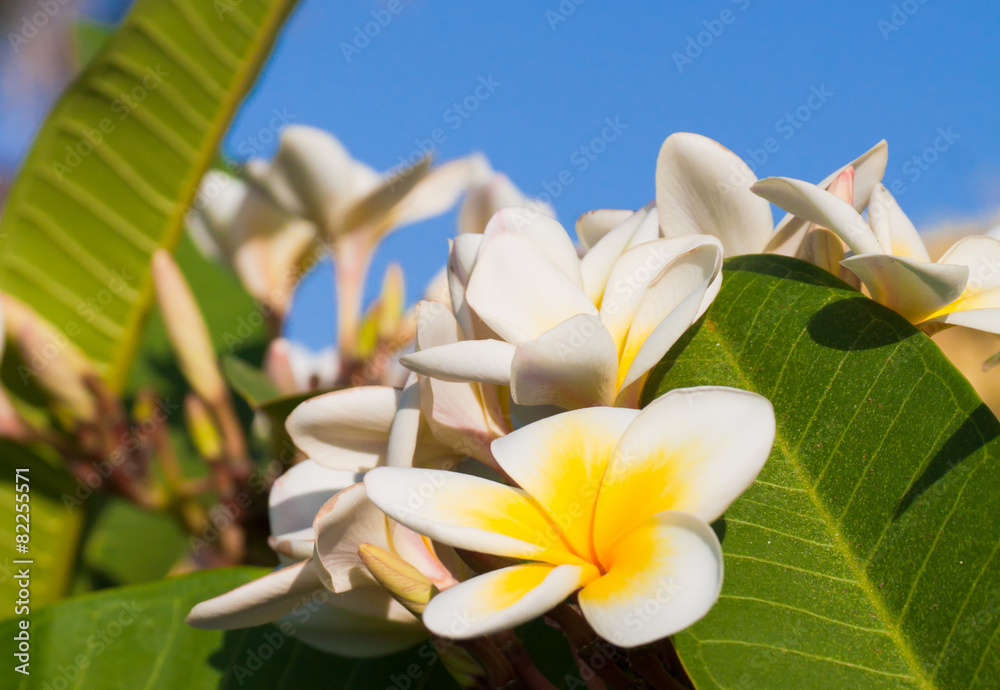 Fototapeta premium Beautiful tropical flower