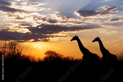 sunset and giraffes in silhouette in Africa