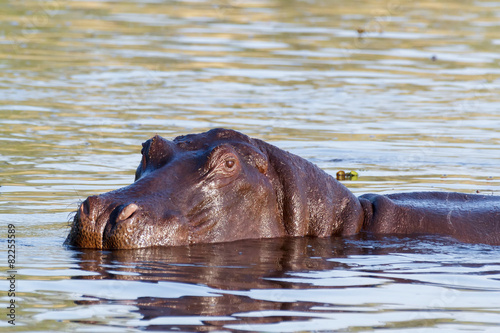portrait of Hippo Hippopotamus Hippopotamus