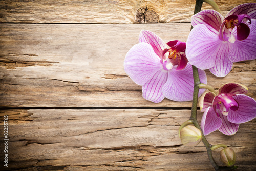 Fototapeta Naklejka Na Ścianę i Meble -  Orchid flower.