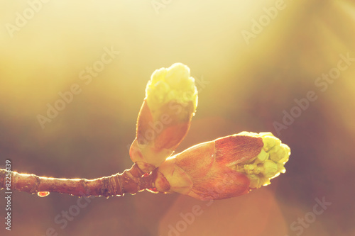 Blooming spring bud in morning light. Sunny nature photo