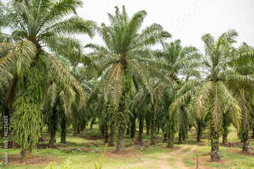 Palmölplantage zerstört Regenwald
