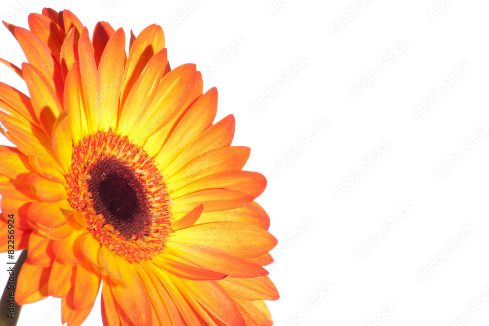 Orange gerber isolated on white background Orange gerber isolated on white background