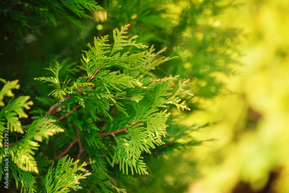 green branch of a thuja on a yellow and green background green branch of a thuja on a yellow and green background