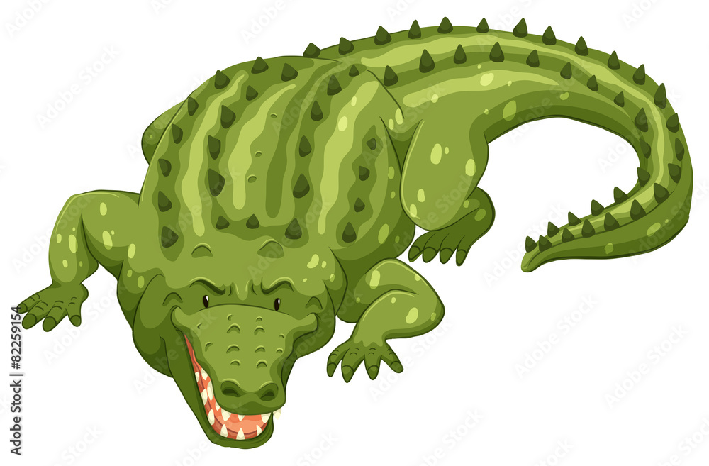 Fototapeta premium Crocodile