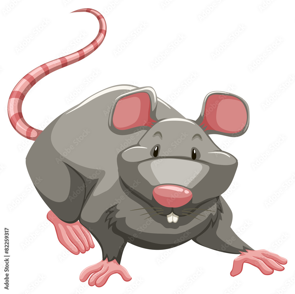 Fototapeta premium Grey rat