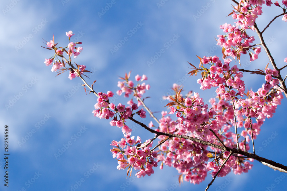 Pink sakura blossoms in Thailand