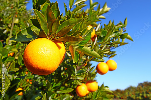 Florida Orange Groves Landscape