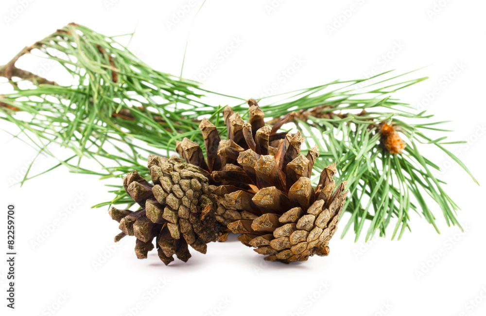 pine cone isolated on white background pine cone isolated on white background
