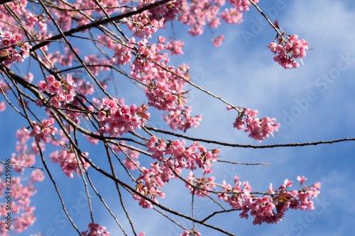 Pink sakura blossoms in Thailand