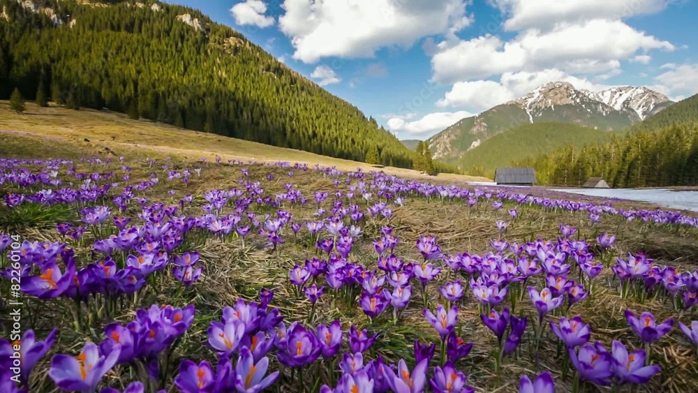 Spring crocuses in Tatra Mountains, Poland