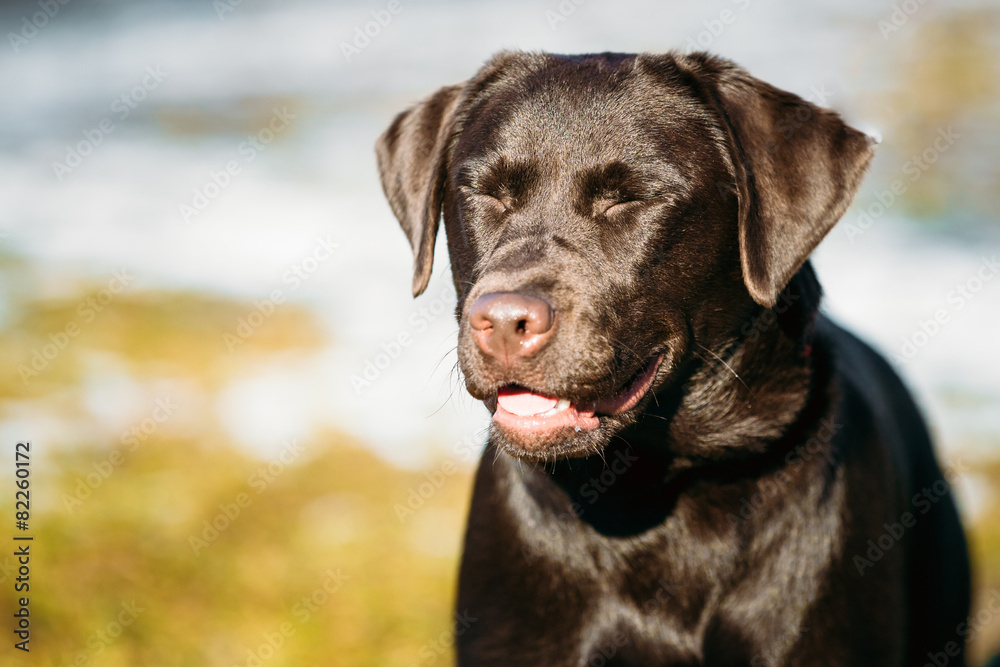 Beautiful Brown Dog Lab Labrador Retriever Beautiful Brown Dog Lab Labrador Retriever