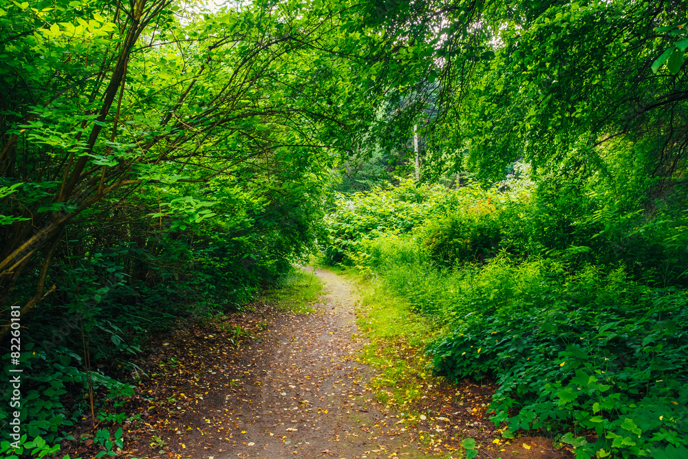Fototapeta premium Beautiful Alley In Park. Garden Landscaping Design