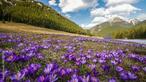 Spring crocuses in Tatra Mountains, Poland