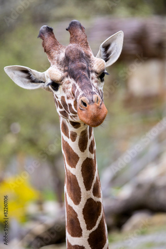 Reticulated Giraffe portrait, Giraffa camelopardalis reticulata, © vladislav333222