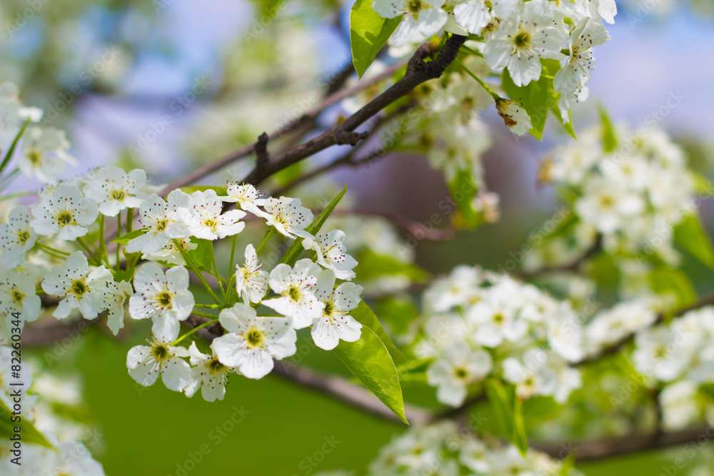 Blooming Flowering Tree in Spring