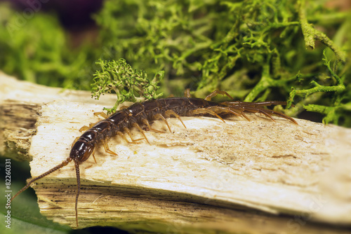 Chilopoda subtype Myriapoda