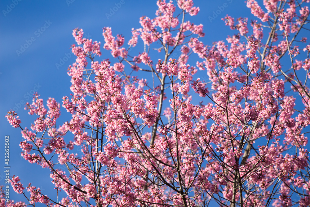 Pink sakura blossoms in Thailand Pink sakura blossoms in Thailand