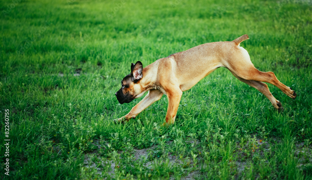 Cane Corso Whelp Puppy Running On Green Grass Cane Corso Whelp Puppy Running On Green Grass
