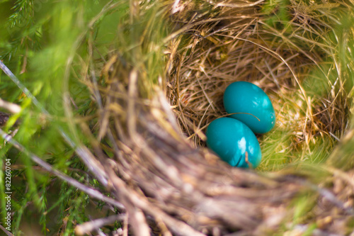 фотографія Two Blue Eggs in Nest