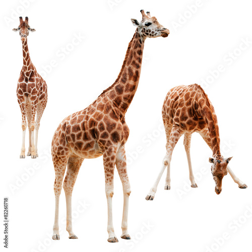 Three giraffe in different positions isolated with clipping path