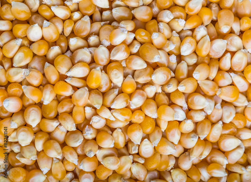 Bulk of corn grains Bulk of corn grains