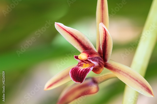 Fototapeta Naklejka Na Ścianę i Meble -  wild orchids in forest of Thailand