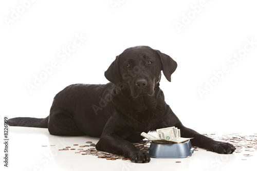 Dog Expenses